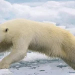 Beruang kutub di wilayah Svalbard Norwegia yang bertahan hidup di tengah mencairnya es laut akibat perubahan iklim global