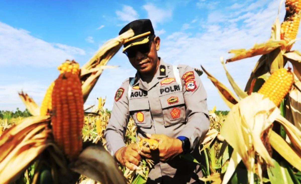 Polresta Banjarmasin memanen jagung pipil di lahan rawa Kecamatan Gambut
