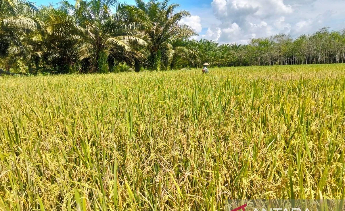 Petani di Kabupaten Tanah Bumbu sedang memanen padi di area persawahan produktif.