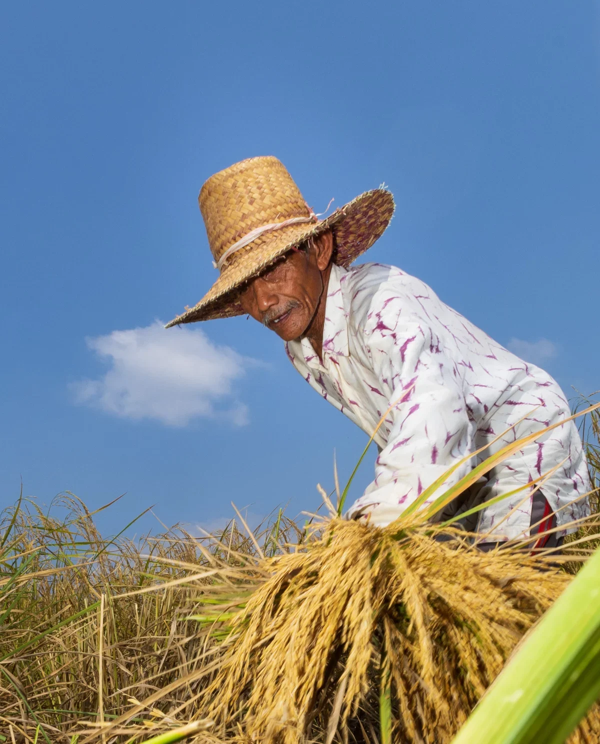 Petani sedang memanen padi di sawah Desa Mali-Mali saat cuaca panas