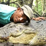 Proses evakuasi buaya Riska oleh BKSDA Kaltim di Sungai Guntung Bontang