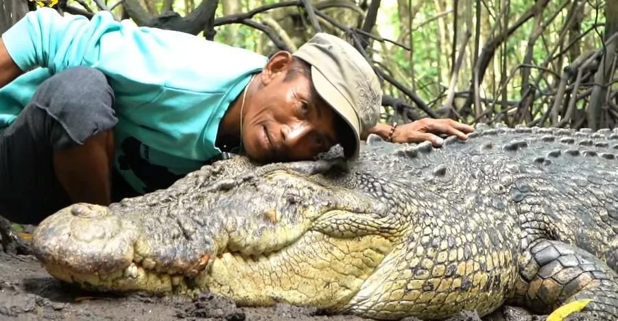 Proses evakuasi buaya Riska oleh BKSDA Kaltim di Sungai Guntung Bontang