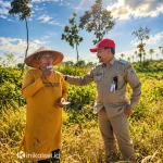 Petani mengumpulkan sisa gabah di sawah yang mengalami kekeringan di Kabupaten Tanah Laut