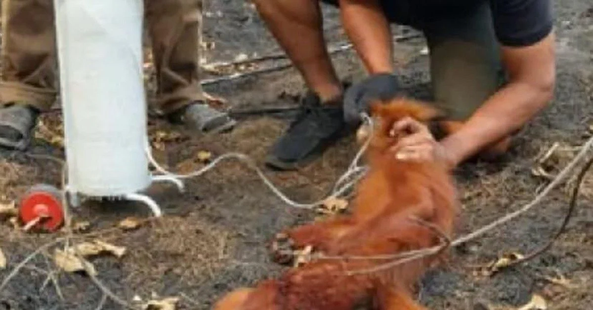 Seekor lutung merah yang mengalami luka di bagian kaki sedang dalam penanganan petugas.