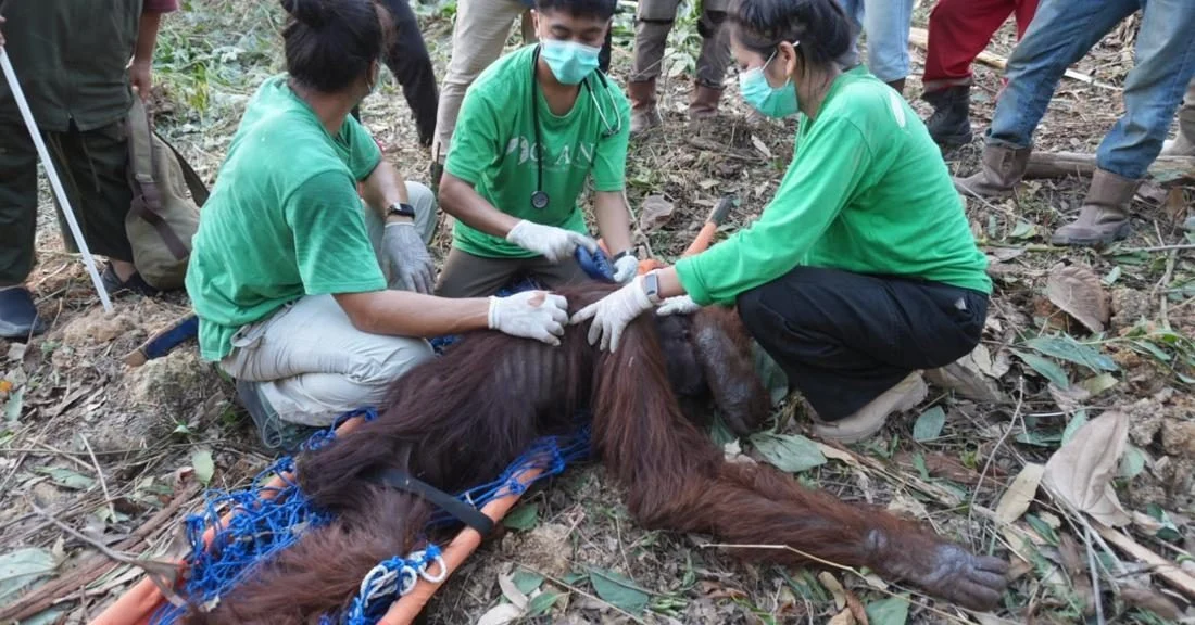Seekor orangutan jantan yang dievakuasi tim konservasi di Kalimantan Timur.