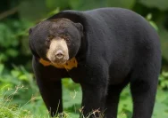 Beruang madu yang hidup soliter di kawasan hutan tropis Indonesia