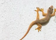 Seekor cicak di dinding rumah